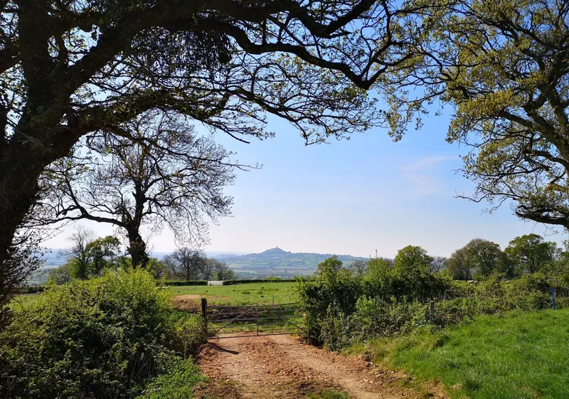 View of Glastonbury Tor from the lane